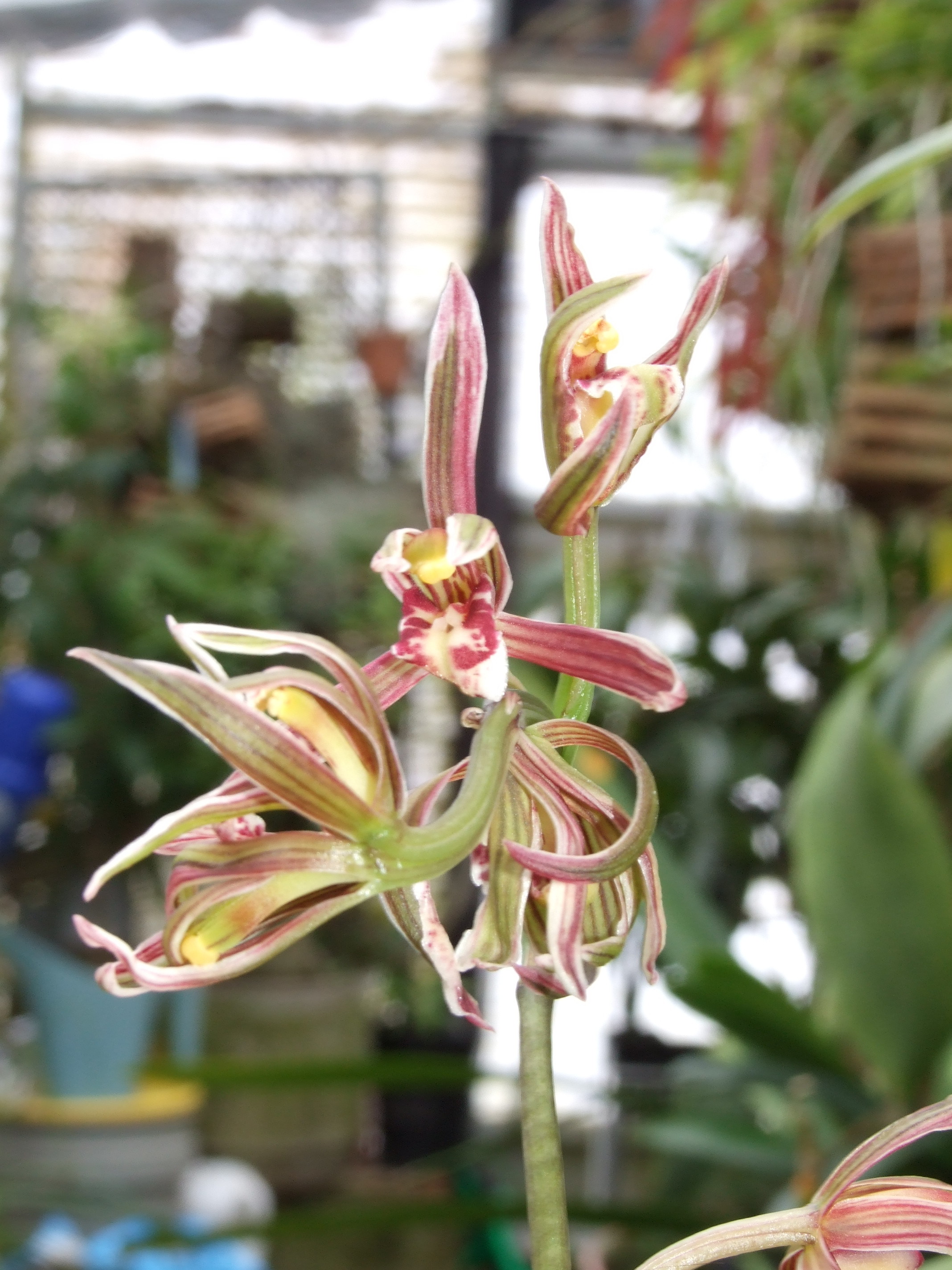 Cymbidium sinense 'Shi Men'